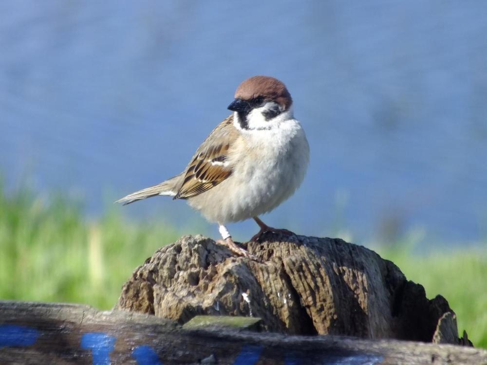 Shelduck Cottage Mainsriddle المظهر الخارجي الصورة
