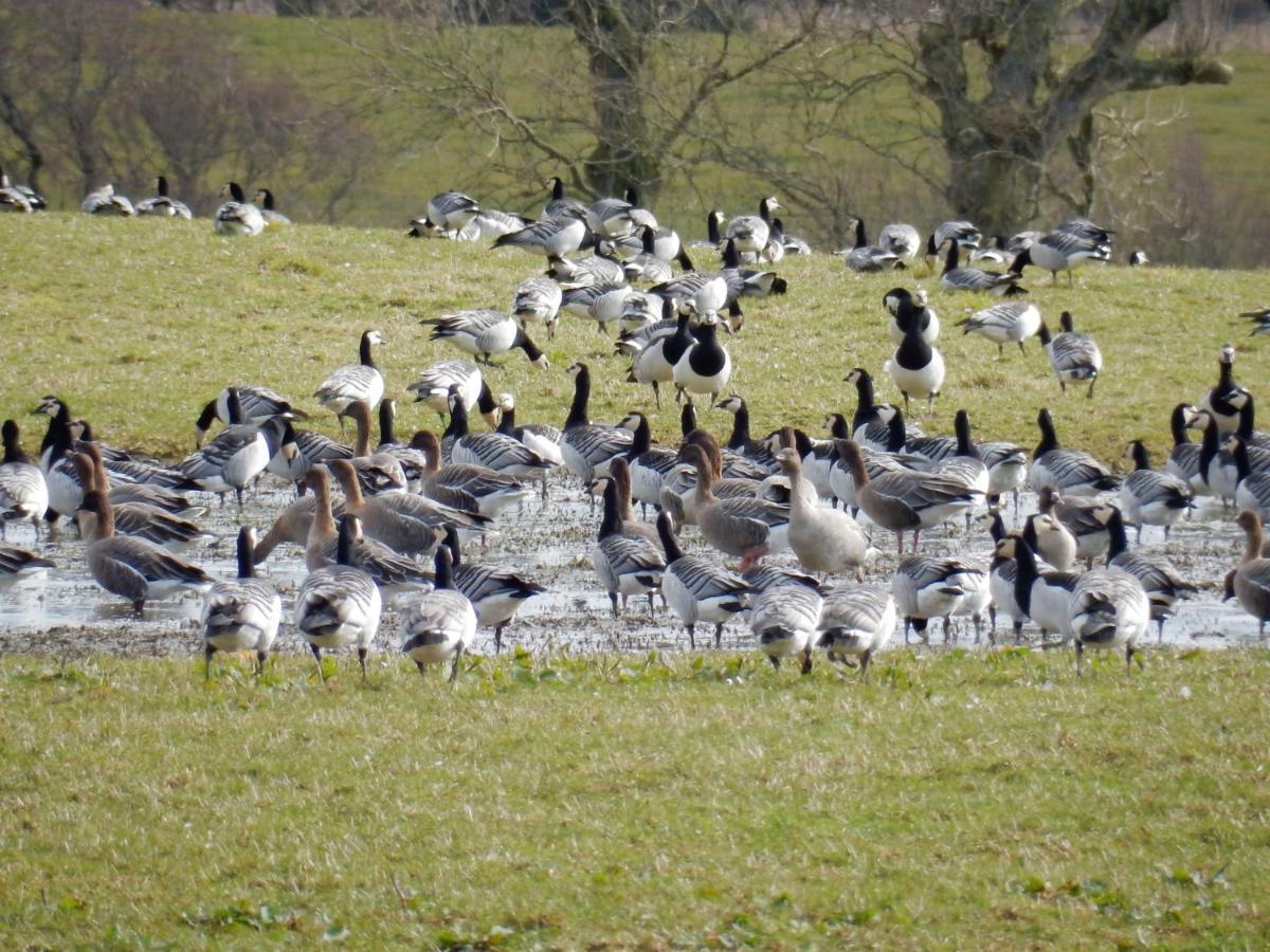 Shelduck Cottage Mainsriddle المظهر الخارجي الصورة