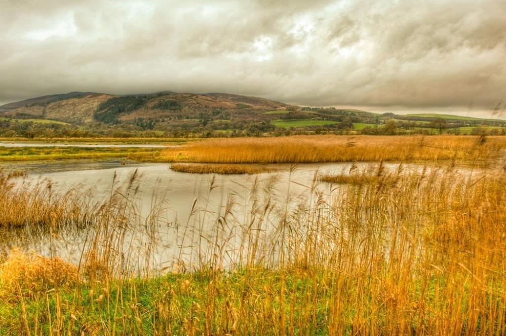 Shelduck Cottage Mainsriddle المظهر الخارجي الصورة